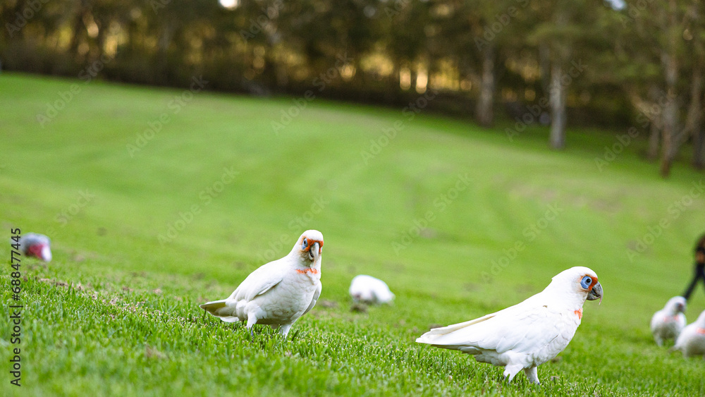 Cockatoo eating in Parramatta Park Cockatoo eating in Parramatta Park