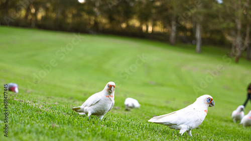 Photography Cockatoo eating in Parramatta Park