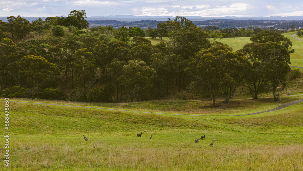 kangaroo family eating in the field kangaroo family eating in the field
