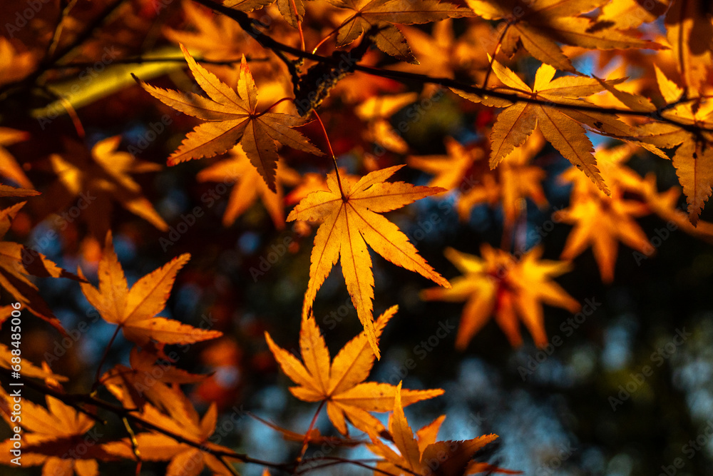 六甲山の紅葉狩り