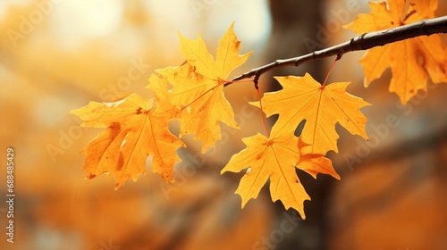 Yellow beautiful maple leaves on a branch. Autumn nature.