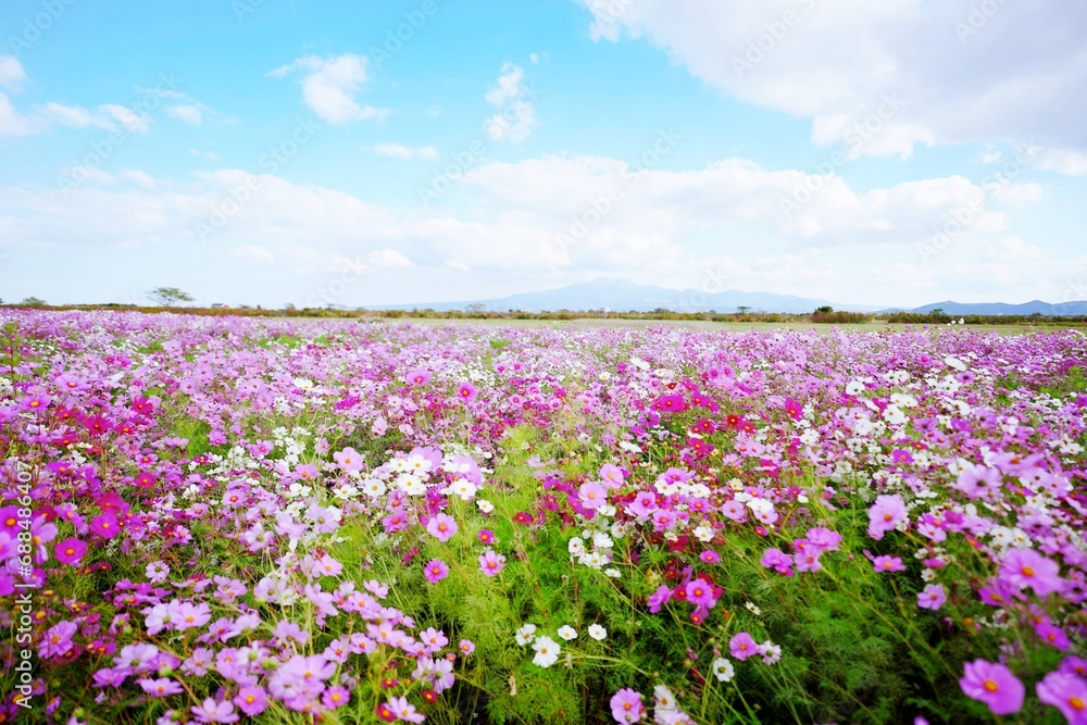 長崎県のコスモス畑