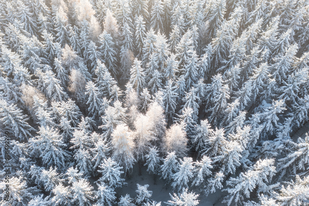Morning aerial view of the winter forest. Top view of snow-covered trees. Beautiful northern nature. Ecological tourism in the woodland. Wide natural background. Aerial shot of trees covered in snow Morning aerial view of the winter forest. Top view of snow-covered trees. Beautiful northern nature. Ecological tourism in the woodland. Wide natural background. Aerial shot of trees covered in snow