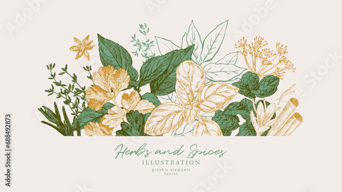 Hand drawn illustrations of spices and culinary herbs. Graphic elements for cook book design, restaurant menu and recipe sheets. Botanical and culinary illustration