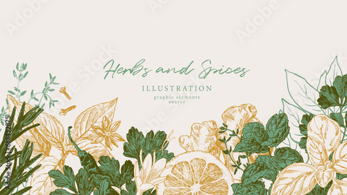 Hand drawn illustrations of spices and culinary herbs. Graphic elements for cook book design, restaurant menu and recipe sheets. Botanical and culinary illustration photo