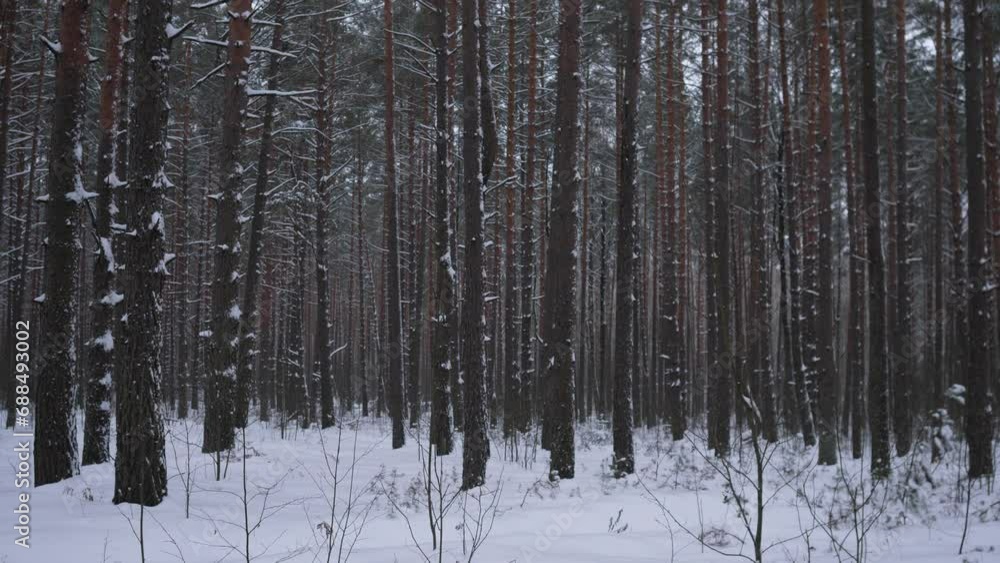 View of winter snowy forest background 4k View of winter snowy forest background 4k