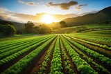 Agricultural plantation on field agricultural landscape. Green growing plant.