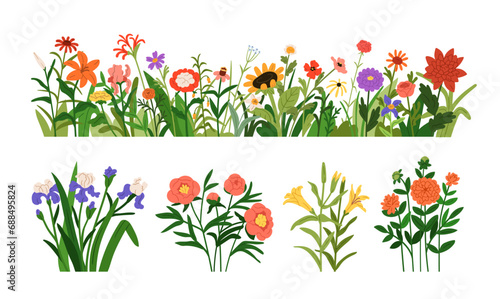 Spring and summer flowers set. Floral border, field and meadow plant, simple blossomed blooms, wildflowers. Natural botanical decoration. Colored flat vector illustrations isolated on white background