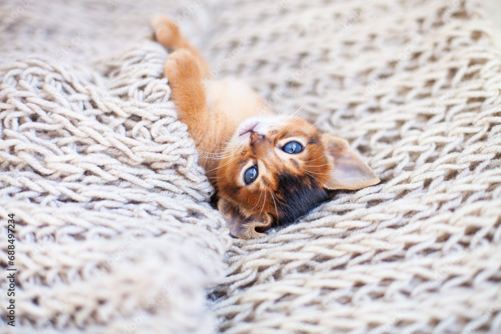 Obraz premium Close up of little red kitten lying on beige knitted blanket turned over. Cute Abyssinian ruddy kitten awaking up in the morning. Autumn or winter image. Selective focus.