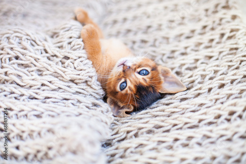 Close up of little red kitten lying on beige knitted blanket turned over. Cute Abyssinian ruddy kitten awaking up in the morning. Autumn or winter image. Selective focus.