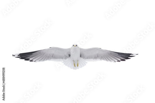 Herring gull in flight isolated on white background