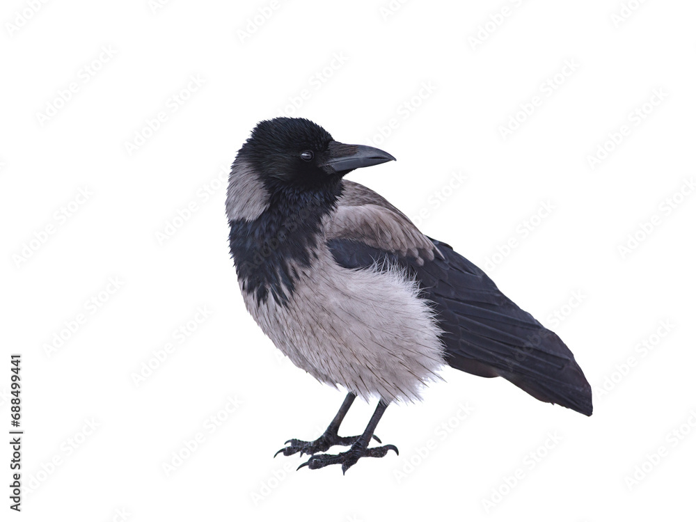 Fototapeta premium grey crow isolated on white background