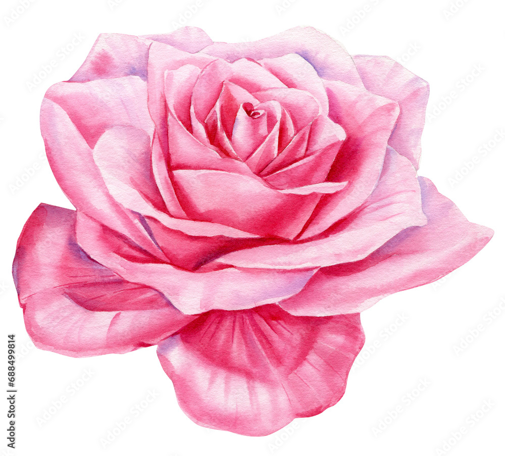 pink roses flower, floral design. Hand drawn botanical watercolor painting, Garden clipart isolated white background pink roses flower, floral design. Hand drawn botanical watercolor painting, Garden clipart isolated white background