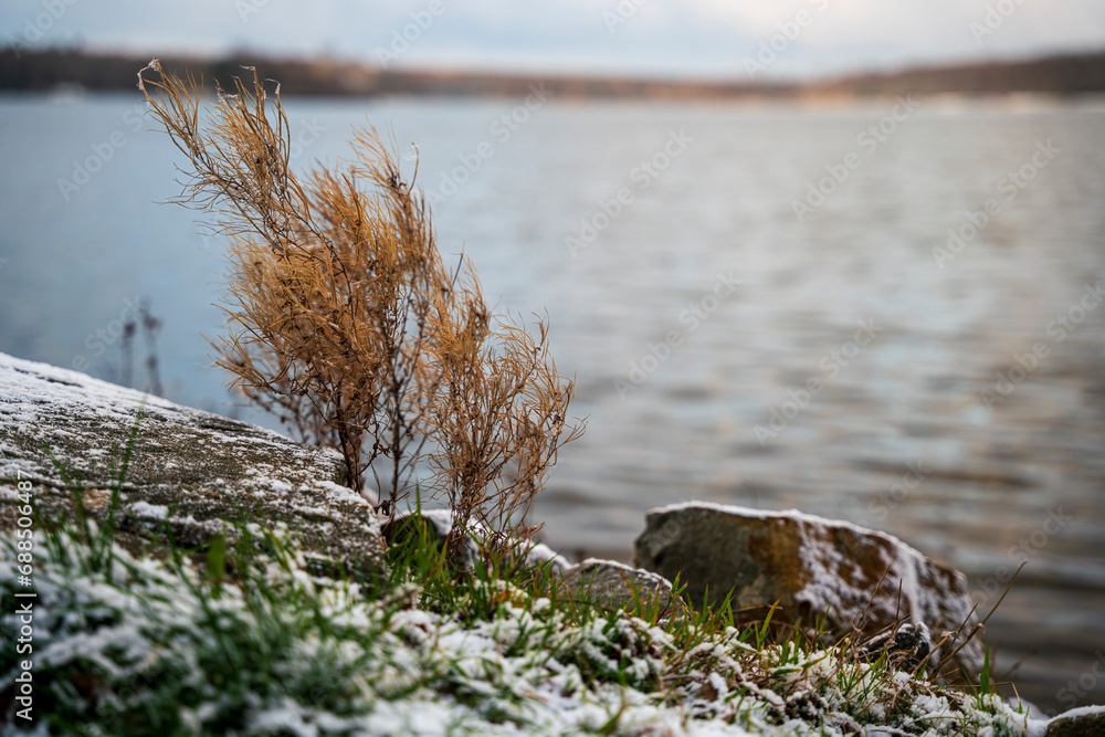 Tychy Paprocany Lake during a nature winter walk Tychy Paprocany Lake during a nature winter walk