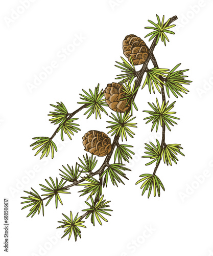 European larch tree branch vector