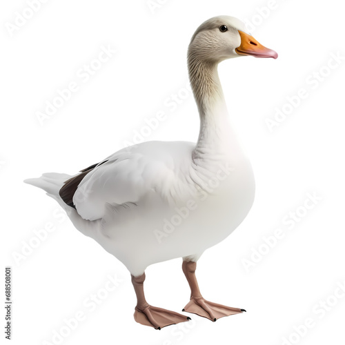 White goose isolated on transparent background