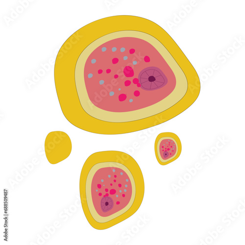 Typical Structure of Entamoeba histolytica