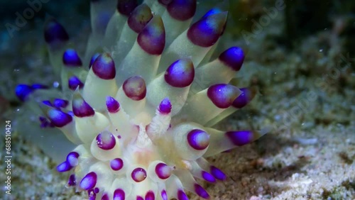 4k colorful purple-tipped nudibranch (Janolus flavoanulatus) gliding over sand and greenery photo