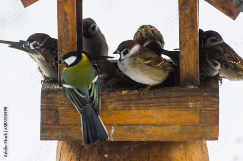 A flock of sparrows and one tit at a bird feeder in winter photo