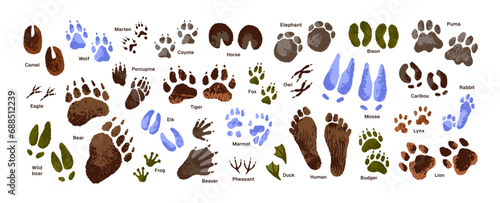 Animal tracks set. Paw print of tiger, wolf. Human footprint. Bird, eagle, duck traces. Trails of puma, lion, bear. Deer, elephant foot silhouette on ground. Flat isolated vector illustration on white