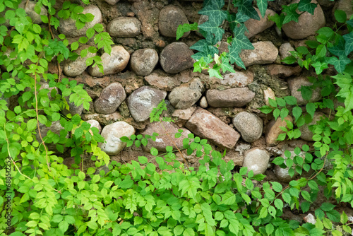 background rock and plants