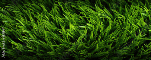 Texture of green grass flat lay