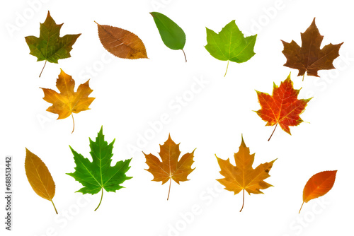 autumn leaves collection isolated on white 