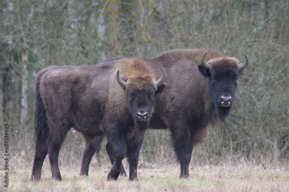 two buffalo standing next to each other in a field two buffalo standing next to each other in a field