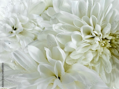 Close up white chrysanthemum, carnation petals isolated white background clipping path  © Nittaya