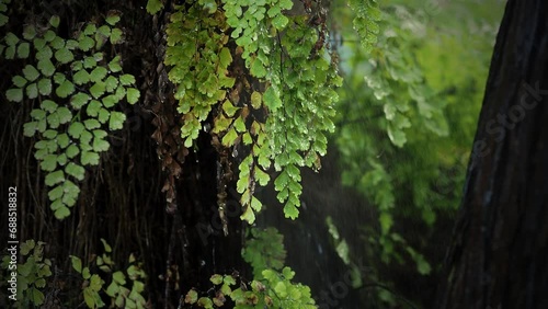 green branch in the rain in forest