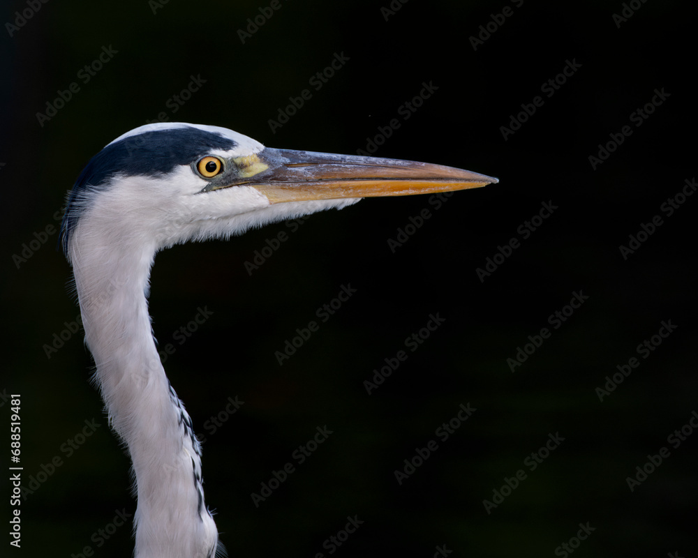 Grey heron head portrait with dark background Grey heron head portrait with dark background