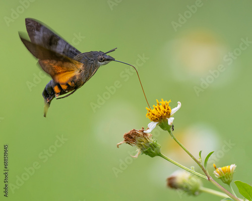 Hummingbird hawk-moth and some nice bokeh