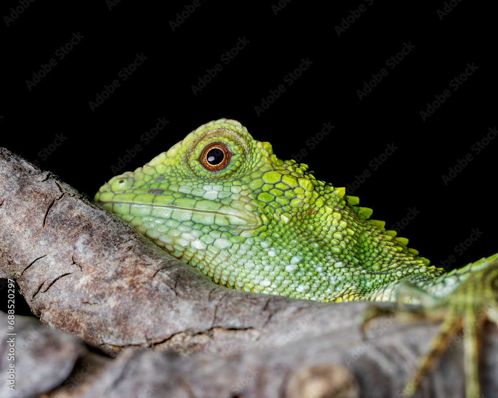 Fototapeta premium Close up Green tree lizard and black background