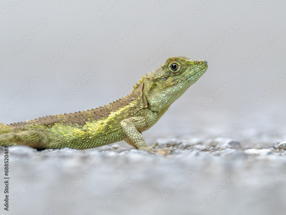 Fototapeta premium Green tree lizard on the road