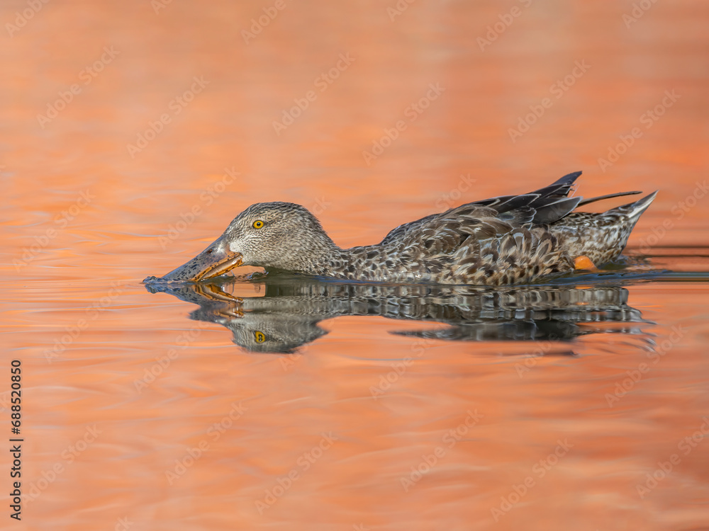 Female duck with autumn colours in the water Female duck with autumn colours in the water