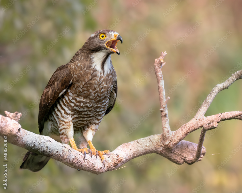 Grey-faced buzzard on a tree Grey-faced buzzard on a tree