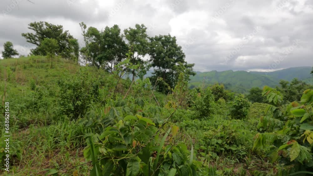 landscape with trees