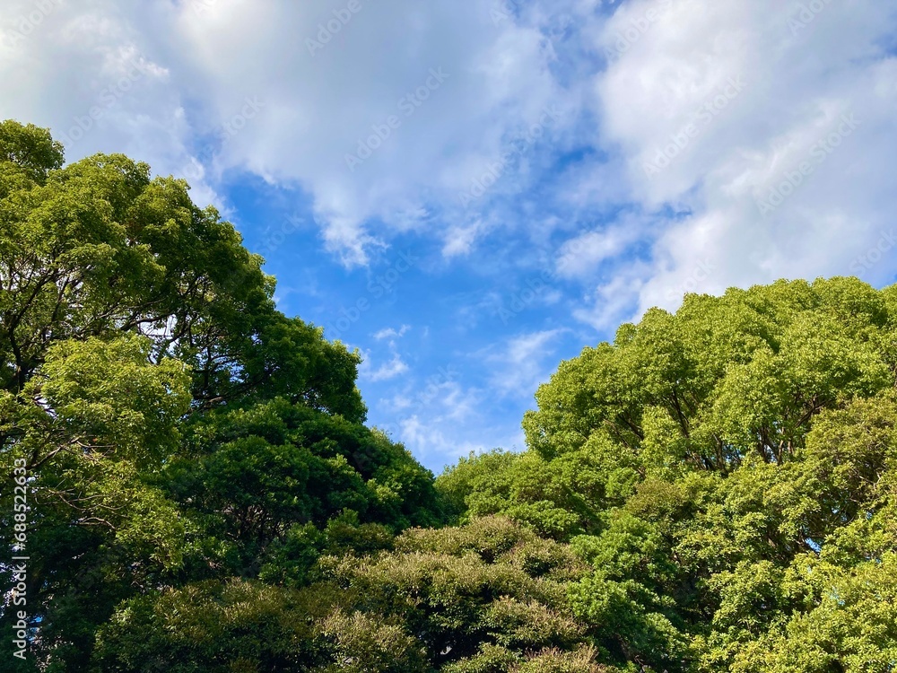 緑の木々の背景に広がる青い空と雲