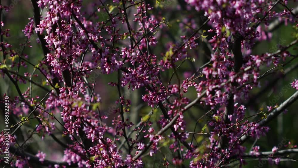 The video portrays the magnificent blossoming of the Judas tree (Cercis siliquastrum). Its branches adorned with clusters of vibrant pink or purple flowers. Legumes - Fabaceae. The video portrays the magnificent blossoming of the Judas tree (Cercis siliquastrum). Its branches adorned with clusters of vibrant pink or purple flowers. Legumes - Fabaceae.