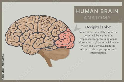 Anatomy of the Human Brain: Structure and Functions. Vector Illustration for Education. Study of Anatomy within the Fields of Physiology, Psychology, and Neurology