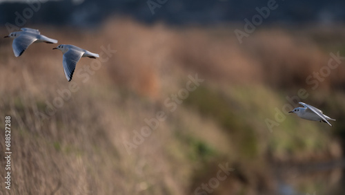 Larus ridibundus, Black-headed Gull, Mouette rieuse photo