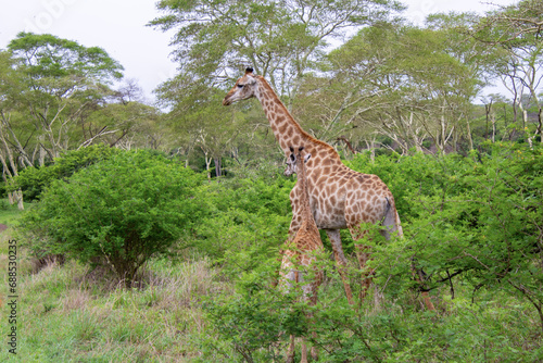 Pretty specimen of a wild giraffe  in the nature of South Africa