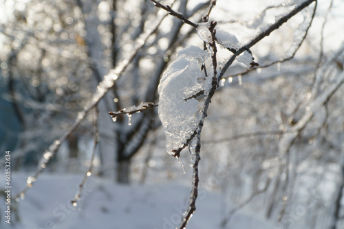Wallpaper Mural icicles on the trees Torontodigital.ca