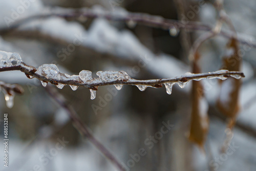 icicles on the trees © Oksana