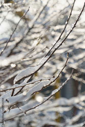 frost on the branches of a tree © Oksana