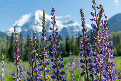 Horizontal close up of some purple lupine (Lupinus polyphyllus) with in the background out of focus Mount Robson against a clear blue sky in Mt Robson Provincial park, BC, Canada photo