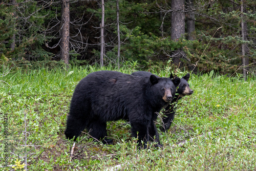 Two black bears of which one an older cub between trees and green bushes and undergrowth in the forest looking straight into the camera