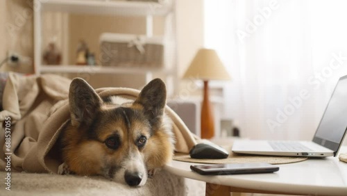 Corgi dog portrait. Little golden puppy lying on sofa, relaxing in living room. Happy domestic animal at home. Pembroke welsh corgi close-up, posing or waiting for owner. photo