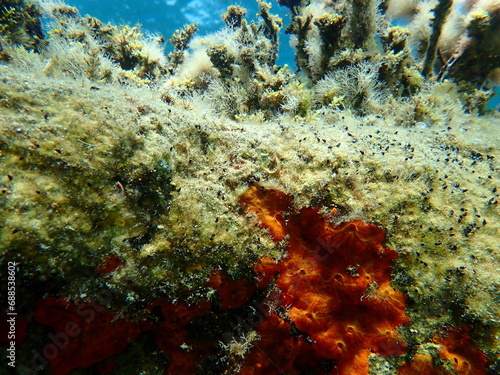 Stunning underwater scape view  Aegean Sea  Greece  Halkidiki 