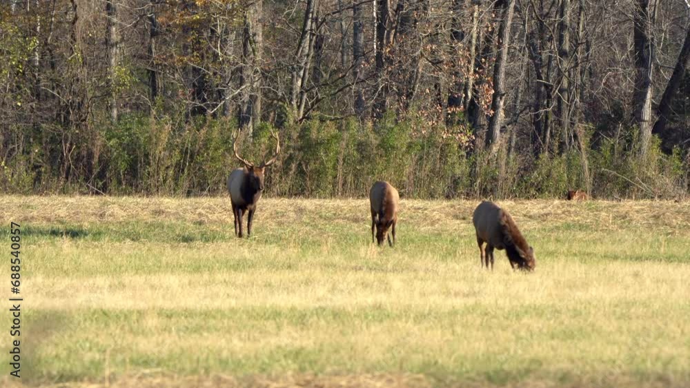 A large bull elk walks towards pair of cows in his harem. A large bull elk walks towards pair of cows in his harem.